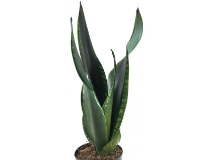 Sansiveria silver Flame 1