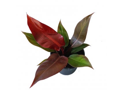 0FD4A22E 081C 4FB6 B4C4 DE5BAFF26283