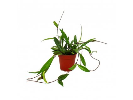 zimmerpflanze haengend hoya pubicalyx porzellanblume wachsblume 12cm topf