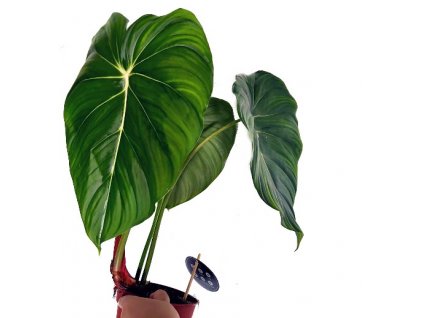 Philodendron pastazanum