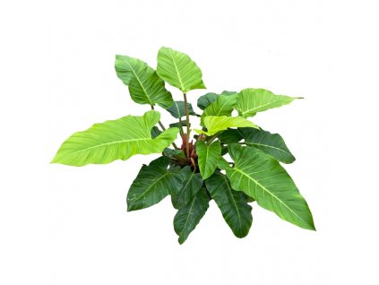 80499E51 A3C3 4901 ADD7 D6D247076B04