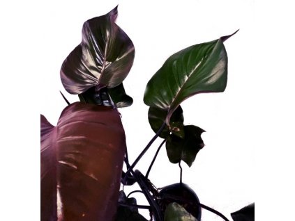 Philodendron "Purple Congo" řízek k zakořenění