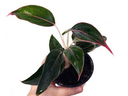 Aglaonema "Light Star"