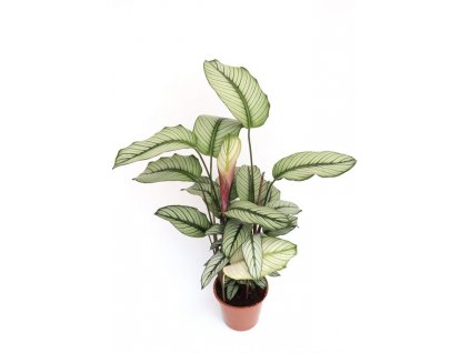 rsz calathea white star v17 630x909