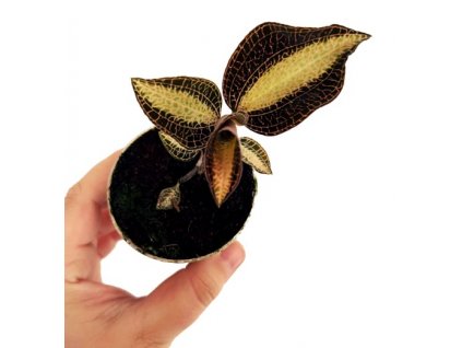Jewel orchid "Anoectochilus roxburghii 'DREAMCATCHER'"