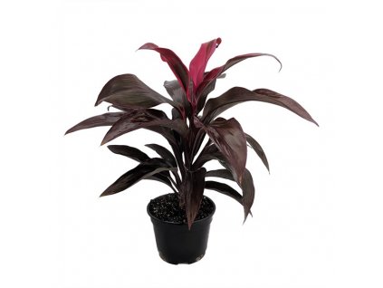 b571dcd2 e772 4460 86b2 13d0a78a2ee2 1.75f796538a179f6122317caff150f83f