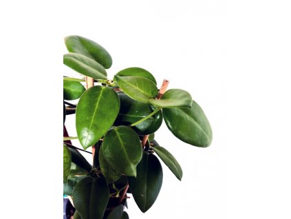Hoya calycina "Stargazer" řízek k zakořenění