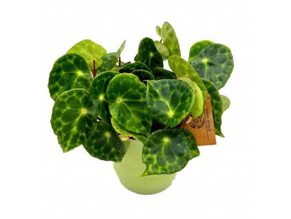 Begonia kingiana