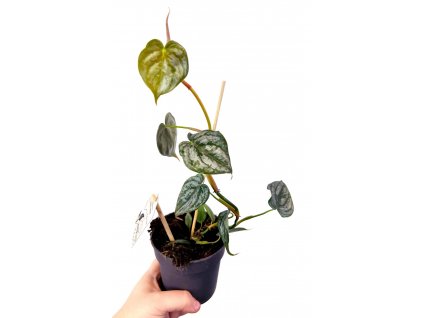 Philodendron brandtianium