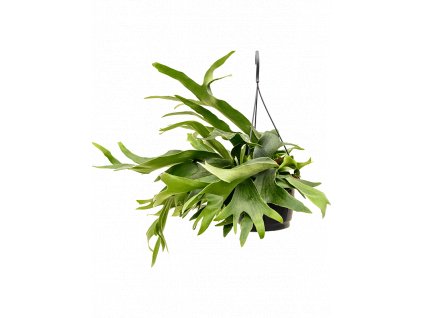 platycerium bifurcatum