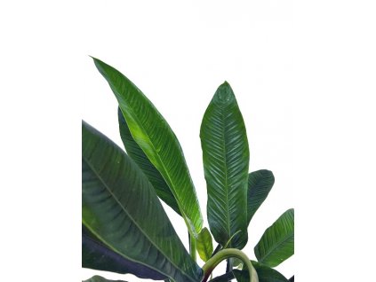 Philodendron campii "Lynette" řízek k zakořenění