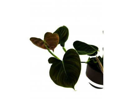 Philodendron lupinum “řízek k zakořenění”