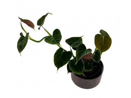 Philodendron lupinum