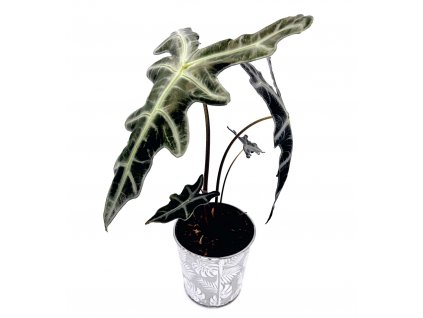 Alocasia nobilis