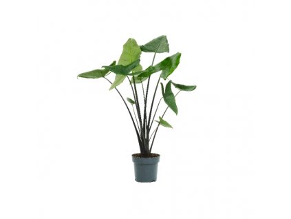 Alocasia “Black Zebrina” XXL