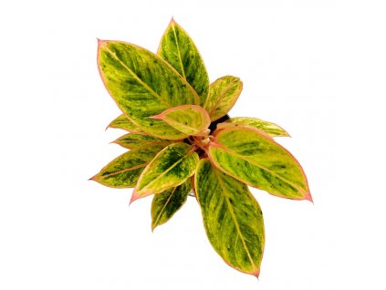 6a56313c b790 4f23 b65d a6166e625e85