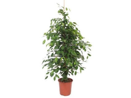 Ficus benjamina XXL 160 cm