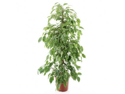 Ficus benjamina XXL 160 cm
