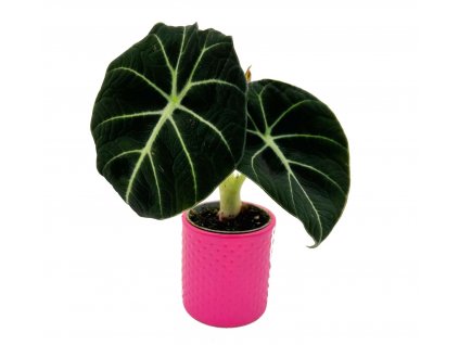 Alocasia reginula "Black velvet"