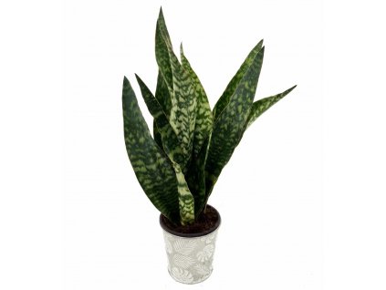 Sansevieria "Grandis"