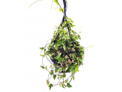 Ceropegia linearis "Merel" XXL