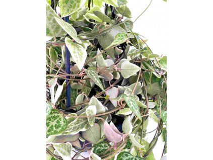 Ceropegia linearis "Merel" řízek k zakořenění