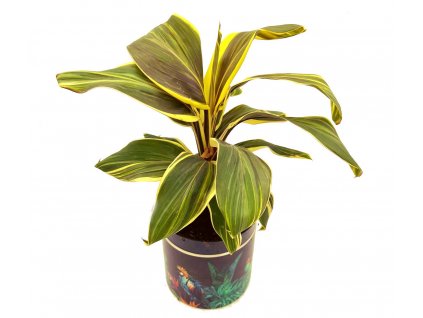 Cordyline fruticosa "Chocolate Queen"