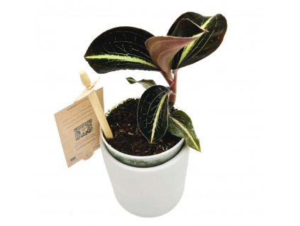 Jewel orchid "Anoectochilus leyli"