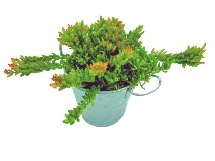 Rhipsalis mesembryanthemoides
