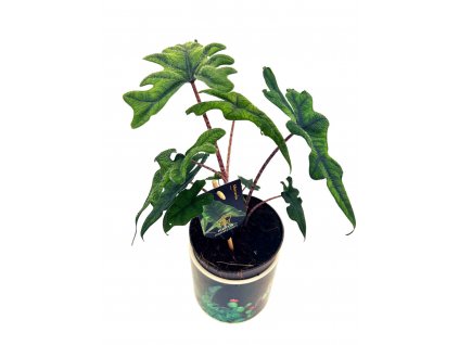 Alocasia "Jacklyn"