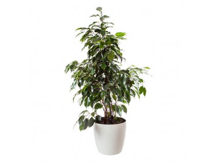 Ficus benjamina