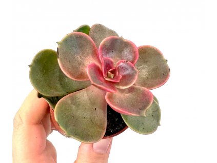 Echeveria benitsukasa