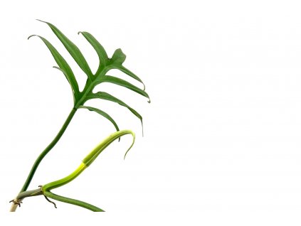 Philodendron elegans "řízek k zakořenění"