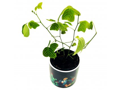 Christia Obcordata "Butterfly plant"