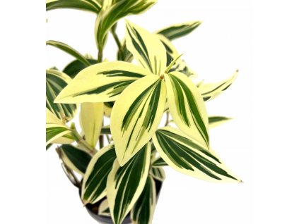 Costus arabicus variegata "řízek k zakořenění"