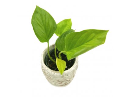 WhatsApp Image 2022 11 15 at 17.43.04