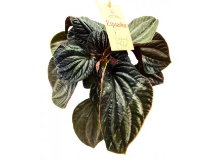 WhatsApp Image 2022 11 27 at 14.21.18 (1)