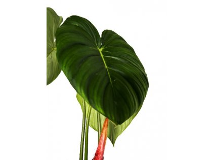 Philodendron pastazanum "řízek k zakořenění"