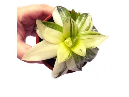 Haworthia cooperi variegata