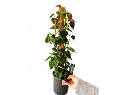 Philodendron lupinum XXL