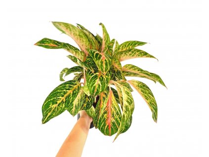 Aglaonema "Coco Melon" XXL