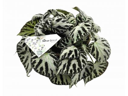 Begonia "Silver Jewell"