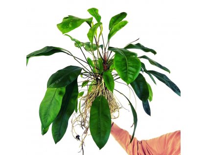 Mangrove Anthurium gracile "Red pearl" XXL