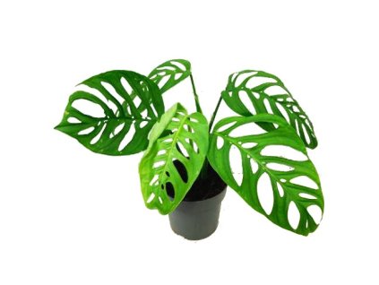 Monstera esqueletto