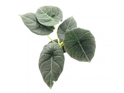 Alocasia “Maharani”