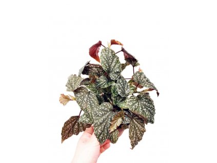 Begonia "Polkadot Silver"