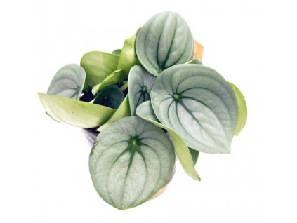 Peperomia 'Ice Queen'