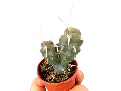 Tephrocactus aoracanthus