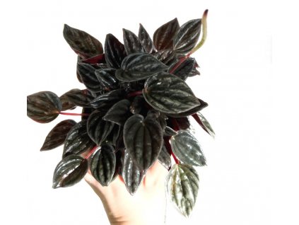 Peperomia 'Brasilia'