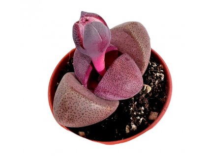 Lithops Spp. Pleiospilos RUBRA